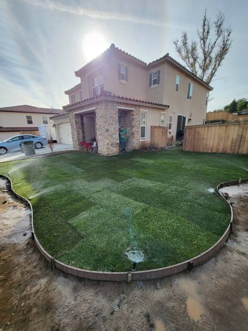 Fresh sod installation with curved edging
